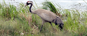 Wildlife talks - Eurasian Crane