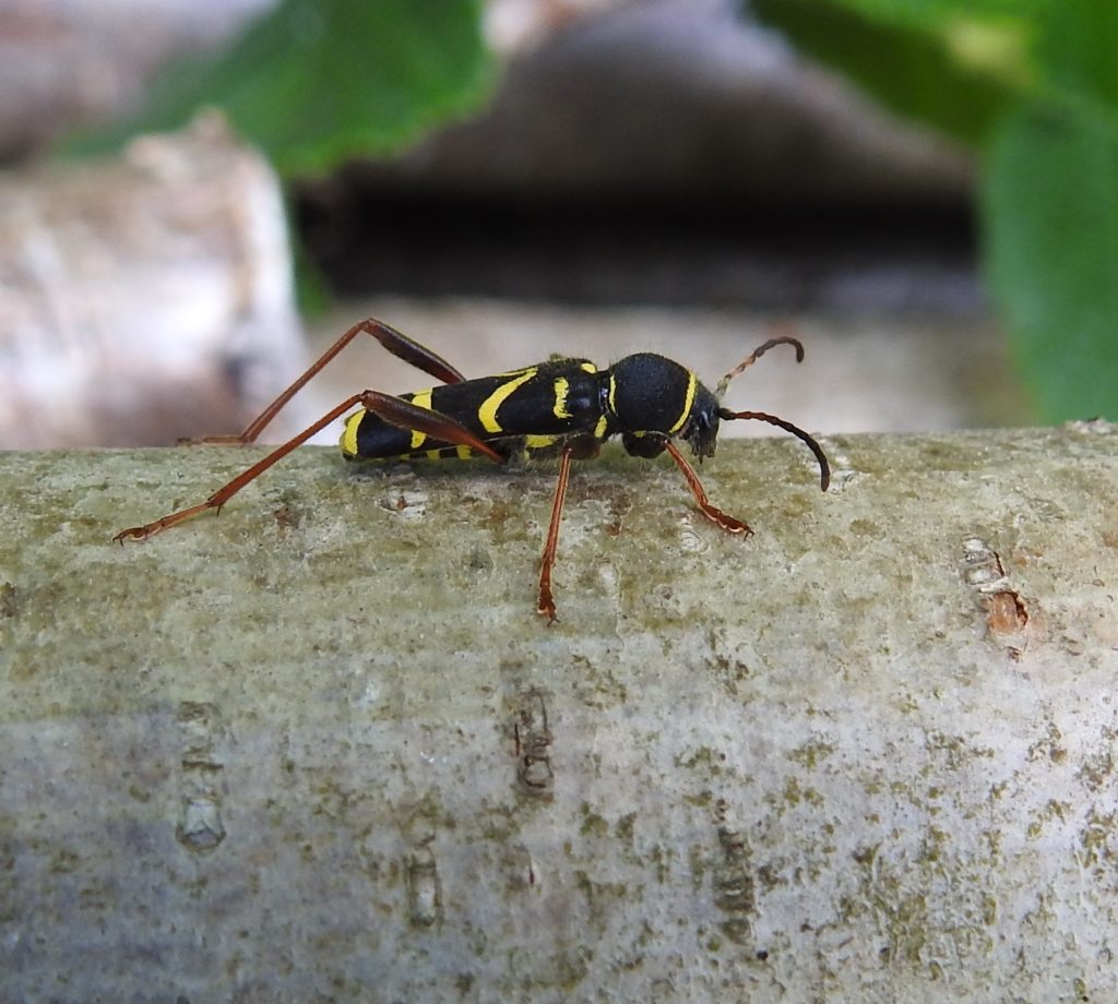 Wasp Beetle - Clytus arietis - Lower Wood - 1.6.2020